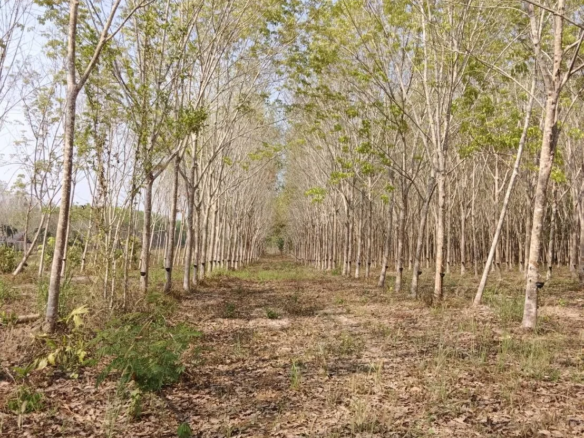 None Bedroom Villa @ Single house for sale with rubber plantation ready for tapping for only ฿10