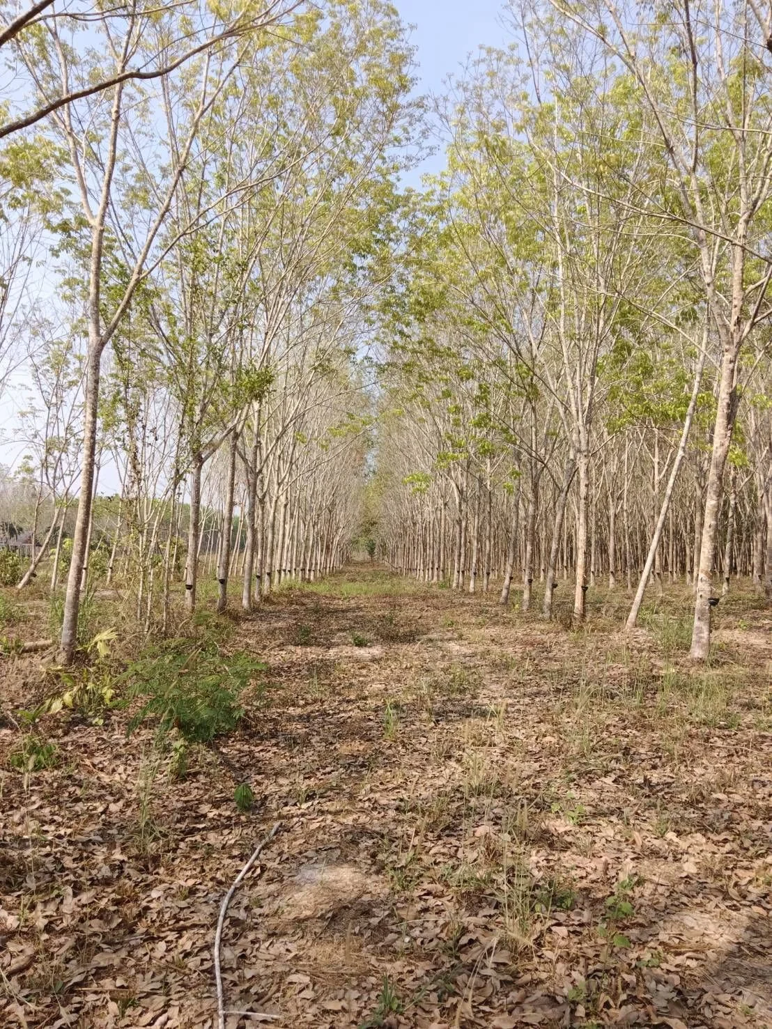 None Bedroom Villa @ Single house for sale with rubber plantation ready for tapping for only ฿10